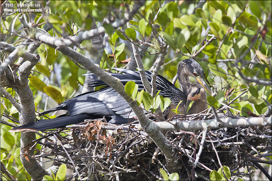 Anhinga-pulcino.jpg