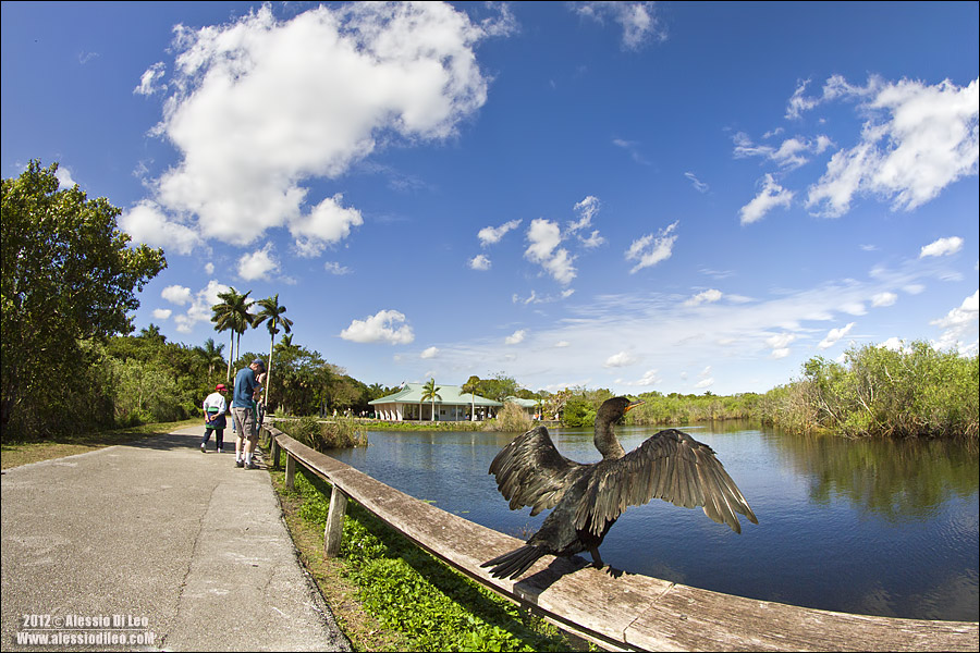 Anhinga-trail.jpg