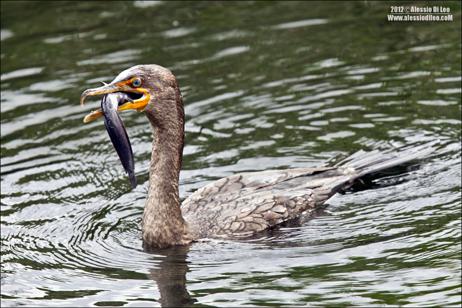 Cormorano-preda.jpg