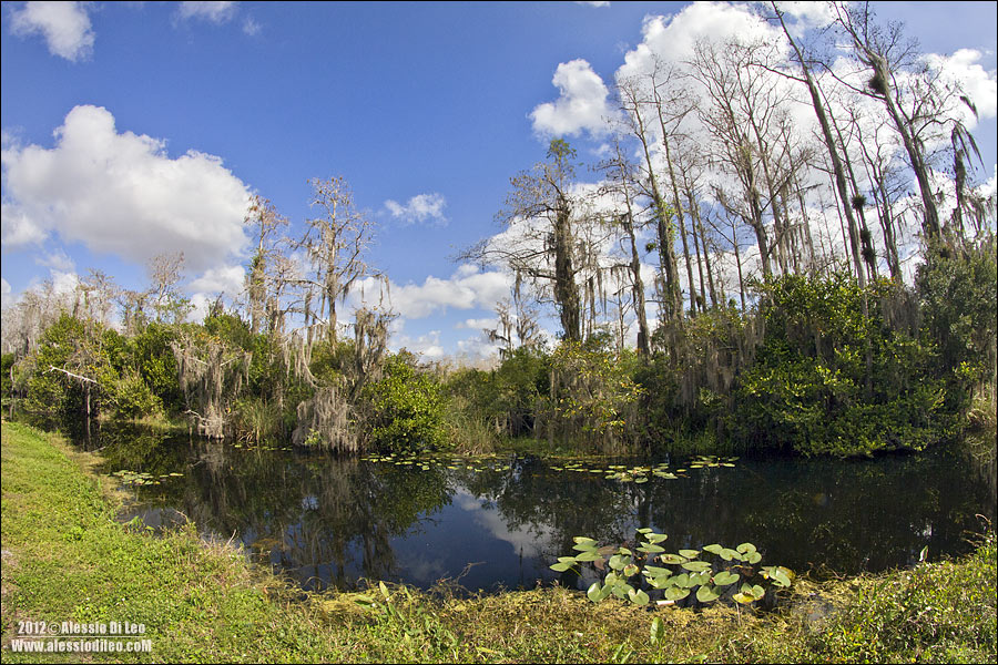 Everglades.jpg