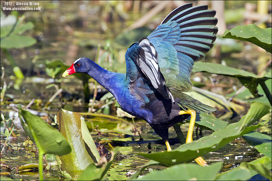 Gallinella-purpurea.jpg