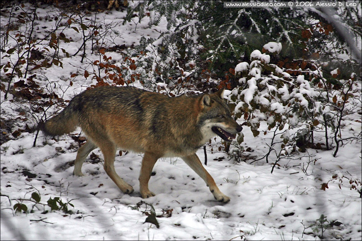 Lupi dal Bayerische Wald