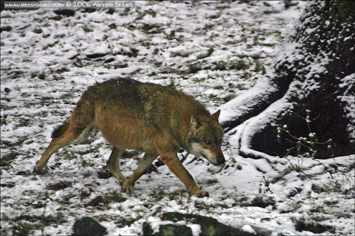 Lupi dal Bayerische Wald