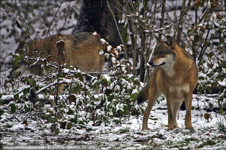 Lupi dal Bayerische Wald