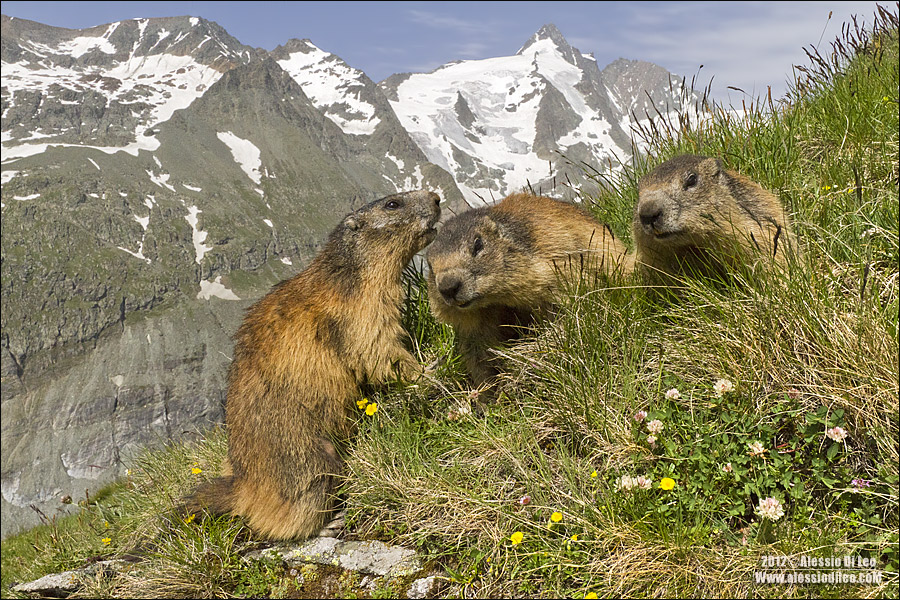 Marmotta-austria-5.jpg