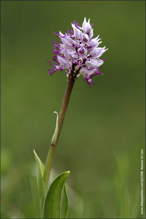 Orchis_simia.jpg