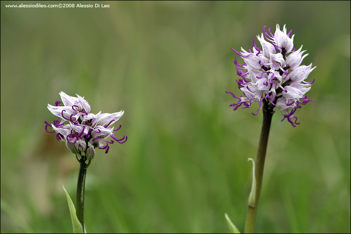 Orchis_simia_002.jpg