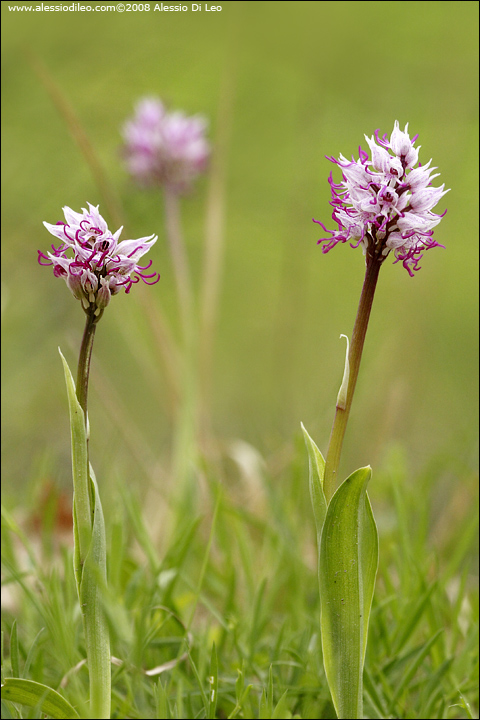 Orchis_simia_003.jpg