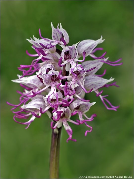 Orchis_simia_004.jpg