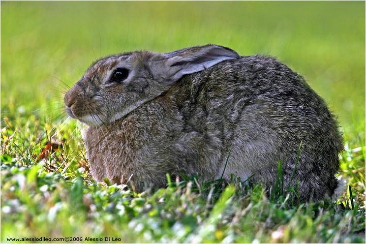 Coniglio selvatico [Oryctolagus cuniculus]