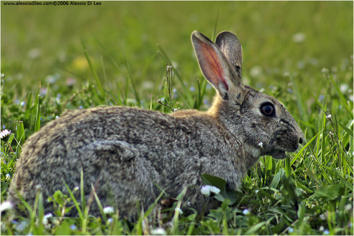 Coniglio selvatico [Oryctolagus cuniculus]