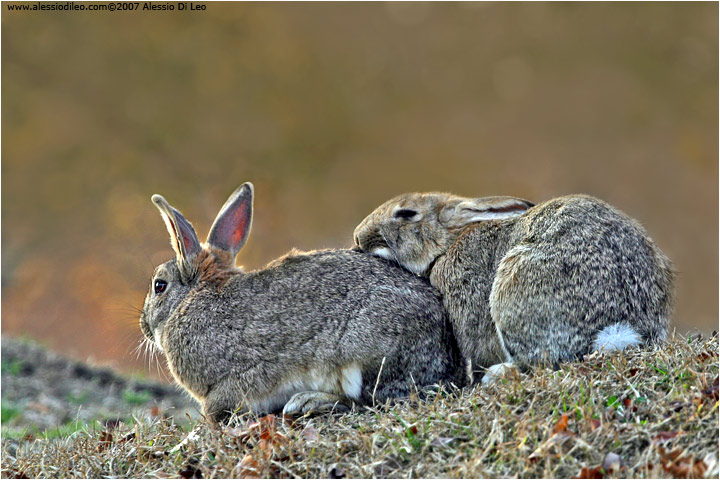 Coniglio selvatico [Oryctolagus cuniculus]