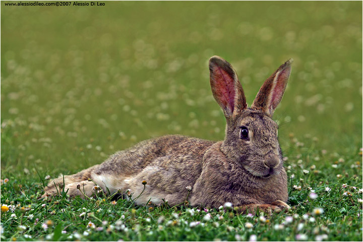 Coniglio selvatico [Oryctolagus cuniculus]