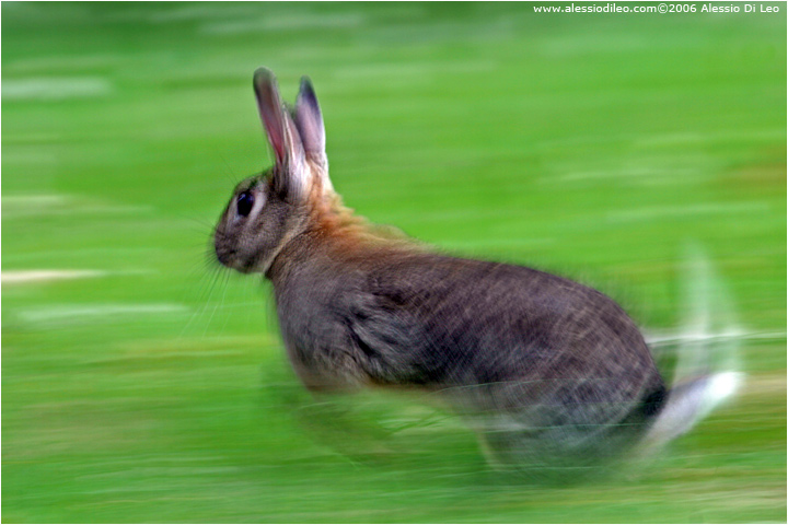 Coniglio selvatico [Oryctolagus cuniculus]