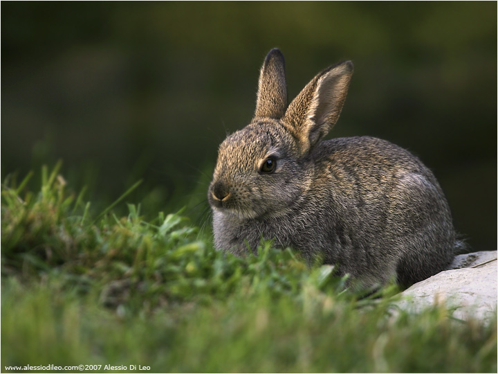 Coniglio selvatico [Oryctolagus cuniculus]