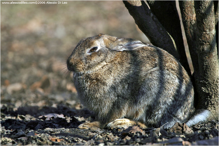 Coniglio selvatico [Oryctolagus cuniculus]