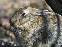 Coniglio selvatico [Oryctolagus cuniculus]