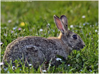 Coniglio selvatico [Oryctolagus cuniculus]