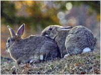 Coniglio selvatico [Oryctolagus cuniculus]