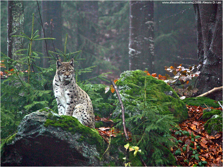 Lince europea [Linx linx]