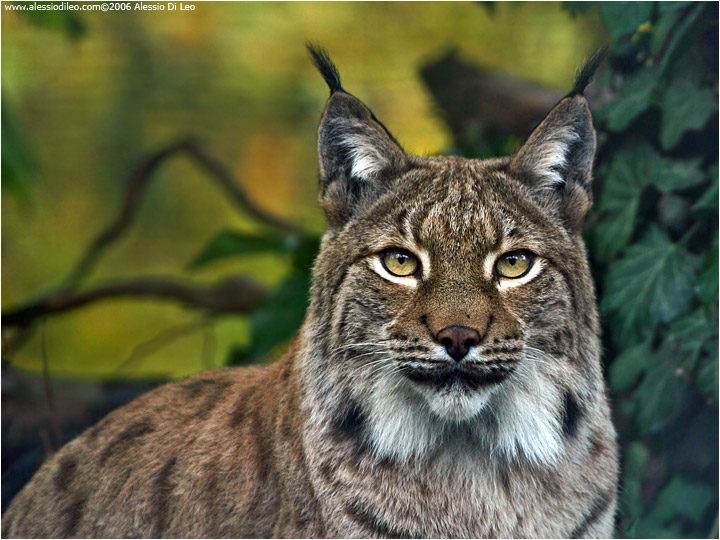 Lince europea [Linx linx]