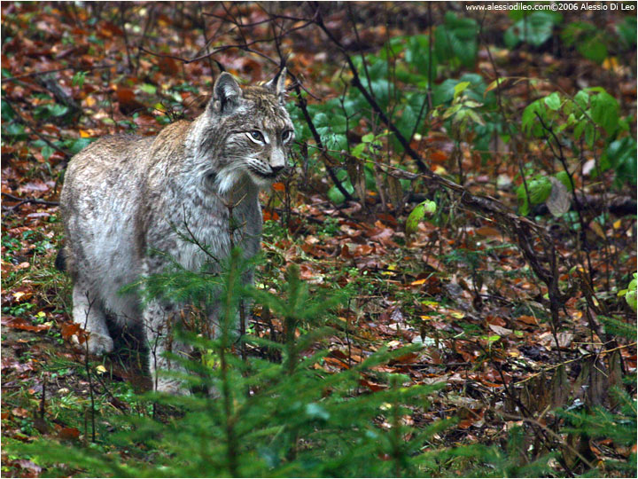 Lince europea [Linx linx]