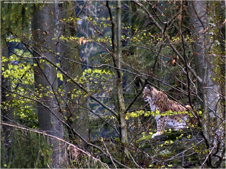 Lince europea [Linx linx]