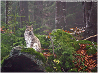 Lince europea [Linx linx]