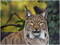 Lince europea [Linx linx]