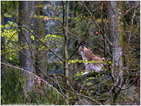 Lince europea [Linx linx]