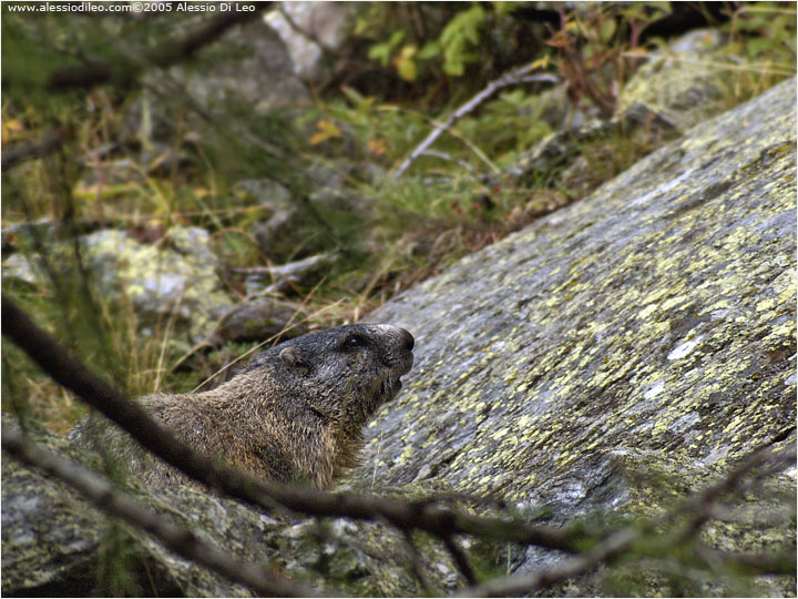 Marmotta [Marmota marmota]