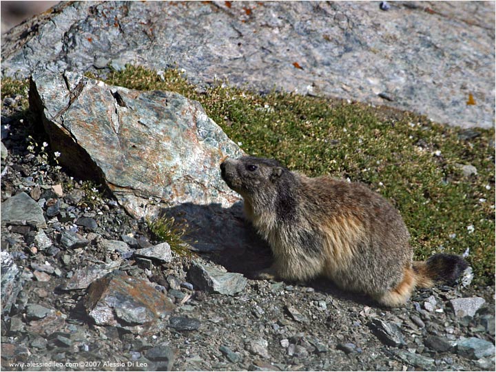 Marmotta [Marmota marmota]