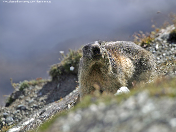 Marmotta [Marmota marmota]