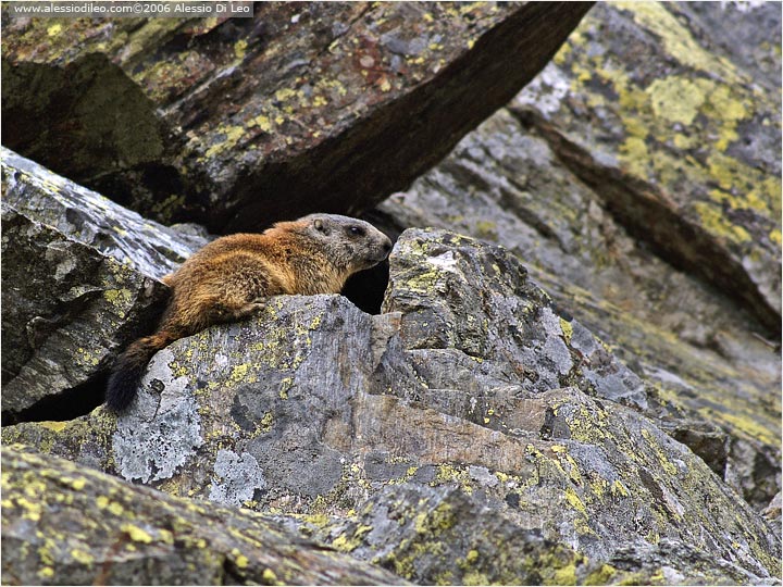 Marmotta [Marmota marmota]