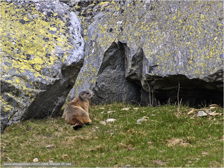 Marmotta [Marmota marmota]