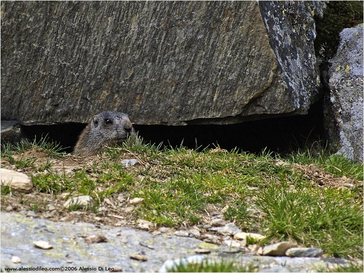 Marmotta [Marmota marmota]