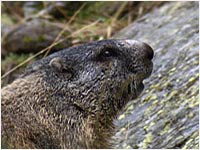 Marmotta [Marmota marmota]