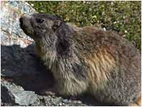 Marmotta [Marmota marmota]