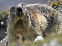 Marmotta [Marmota marmota]