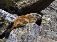 Marmotta [Marmota marmota]