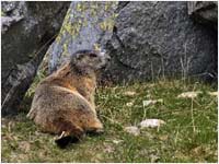 Marmotta [Marmota marmota]