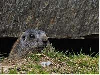 Marmotta [Marmota marmota]