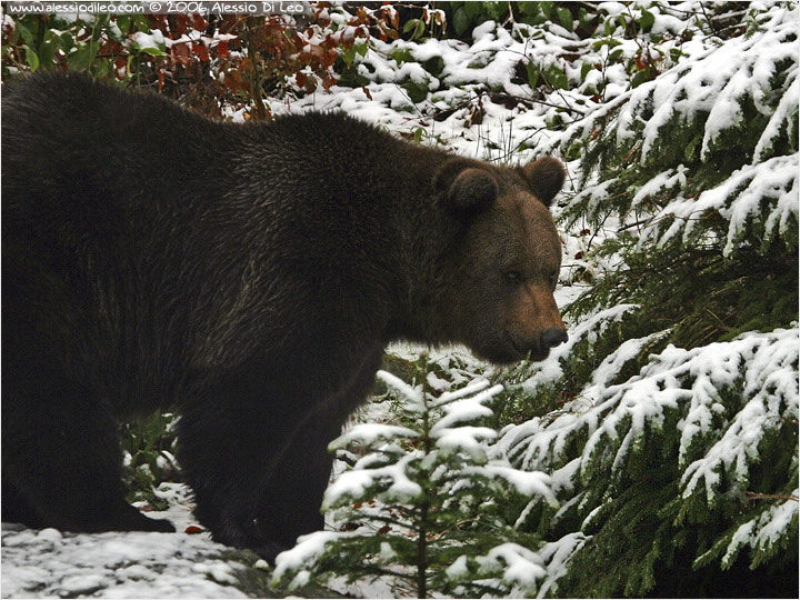 Orso bruno [Ursus arctos]