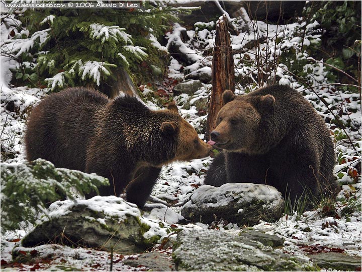 Orso bruno [Ursus arctos]