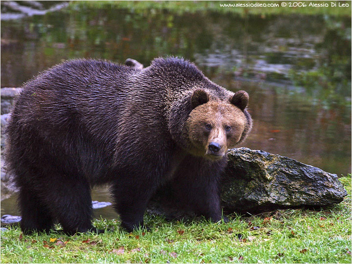 Orso bruno [Ursus arctos]