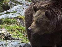 Orso bruno [Ursus arctos]