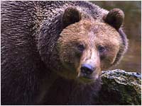 Orso bruno [Ursus arctos]