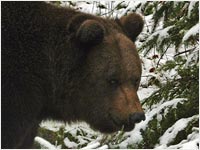 Orso bruno [Ursus arctos]