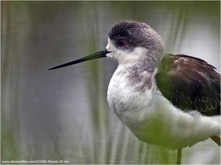 Juv. di cavaliere d'Italia [Himantopus himantopus]