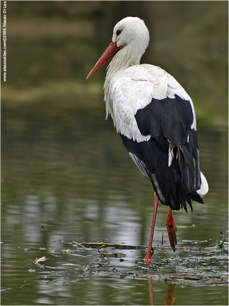 Cicogna bianca [Ciconia ciconia]